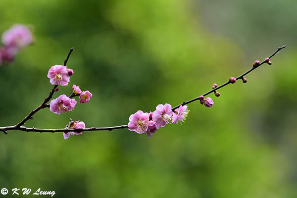 Plum blossom DSC_7173