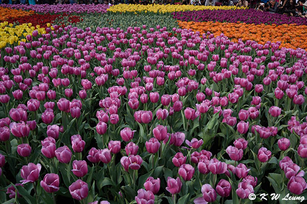 Tulips DSC_2230