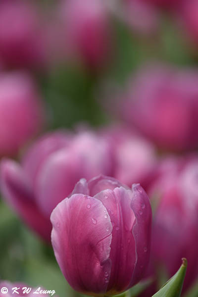 Tulip DSC_2232