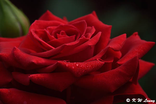 Rose DSC_2314