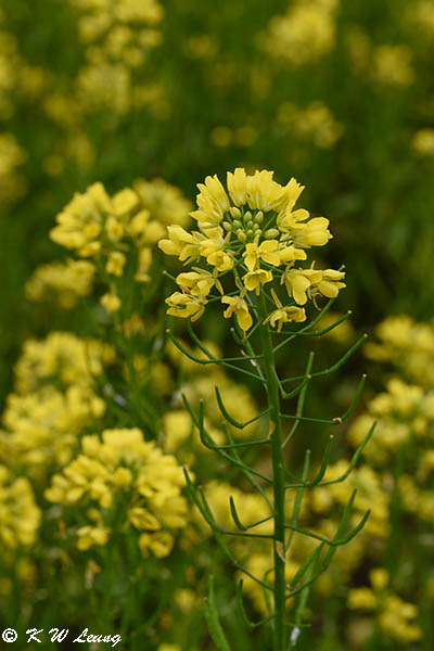 Canola DSC_3495