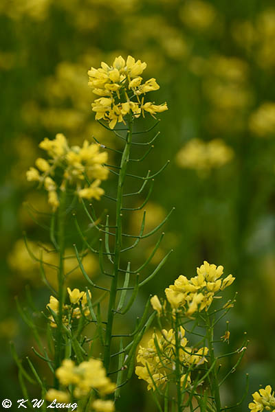 Canola DSC_3481