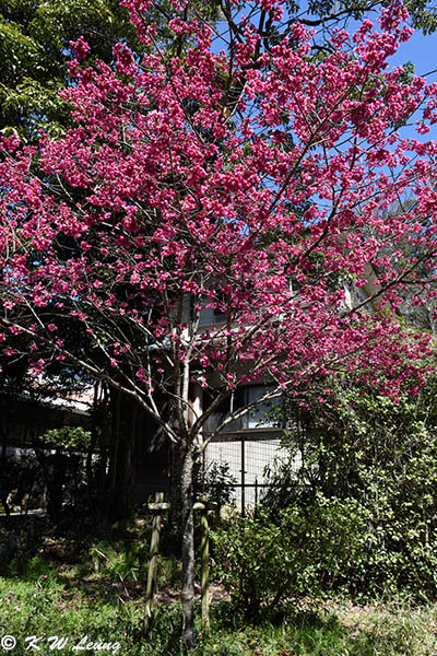 Prunus campanulata DSC_0381