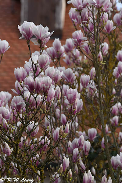 Magnolia DSC_1111