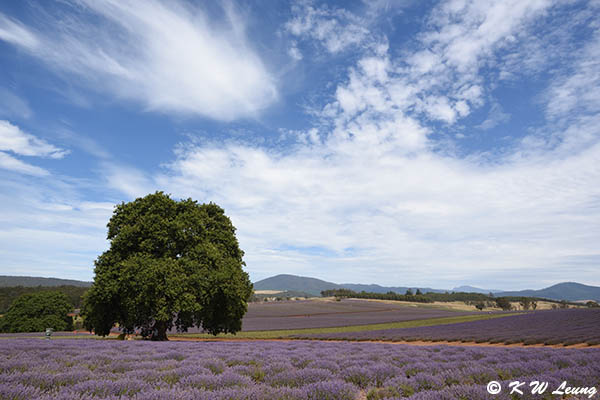 Lavender DSC_1803