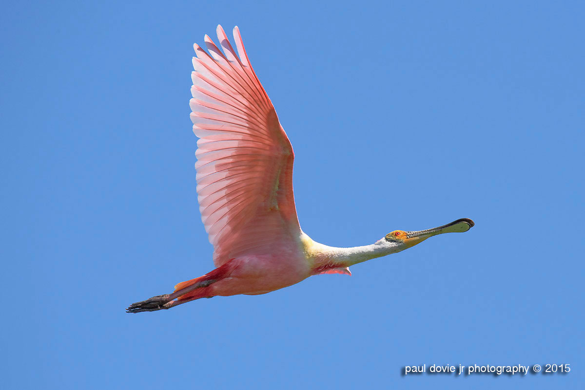 Roseate Spoonbill