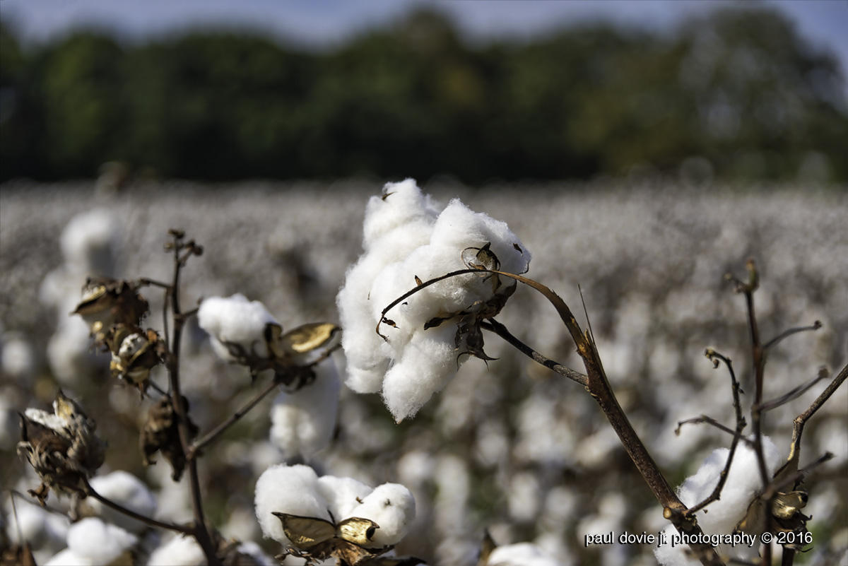 Daphne_CottonField_0102.jpg