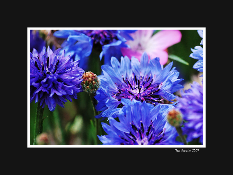 Bluebonnets