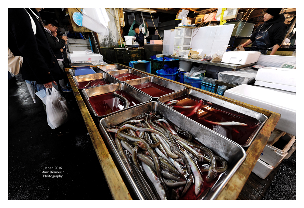 Tsukiji Fish Market - Tokyo 16
