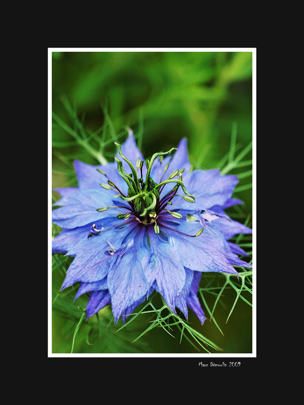 Love in a mist