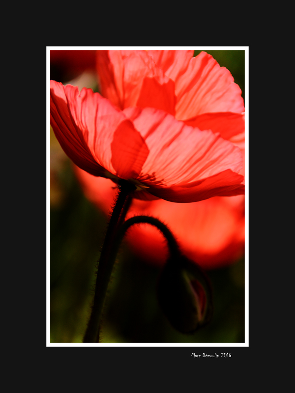 Red poppy