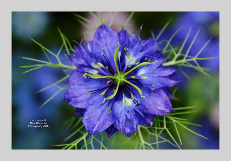 Love in a Mist 1
