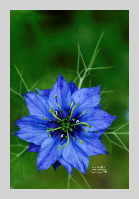 Love in a Mist 5