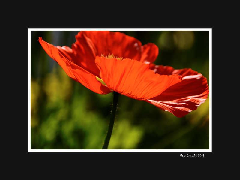 Red poppy