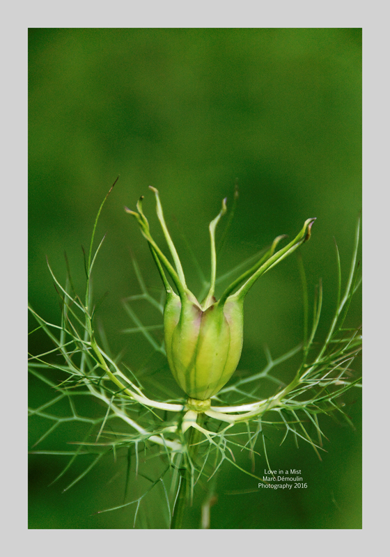 Love in a Mist 9