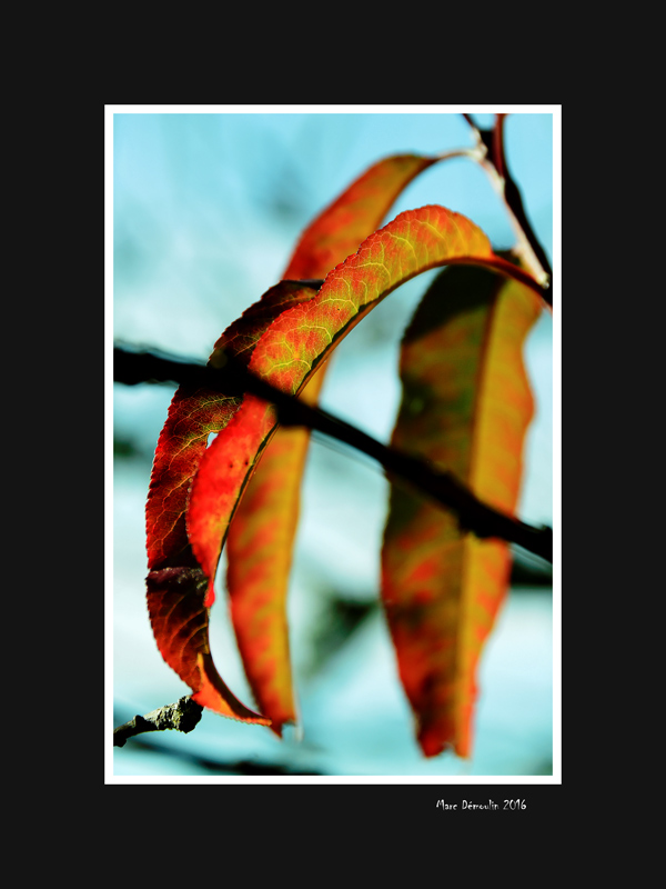 Peach tree leaf in Autumn