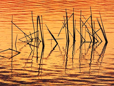 River Grass At Sunrise 20130424