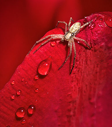Spider On A Wet Red Tulip 20130508