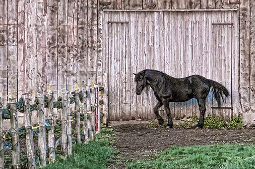 Horse In Barnyard 20130510