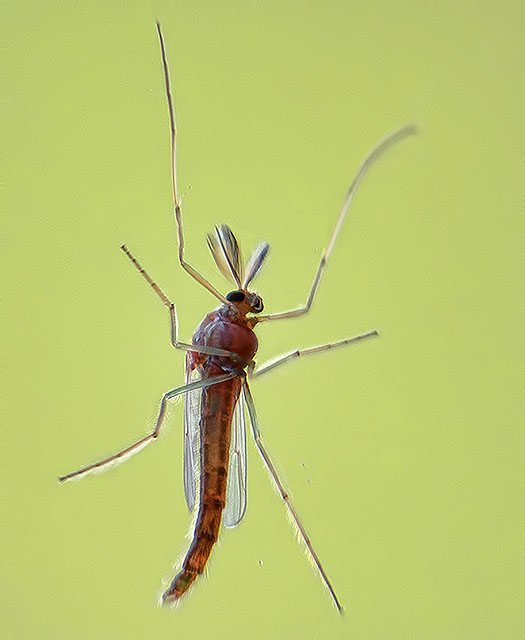 Bug On Glass DSCF02305-6