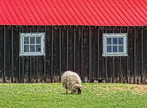 Barnyard Sheep DSCF02479