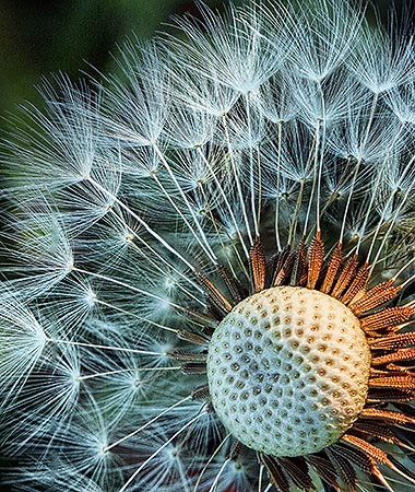 Seedy Dandelion DSCF02528-30