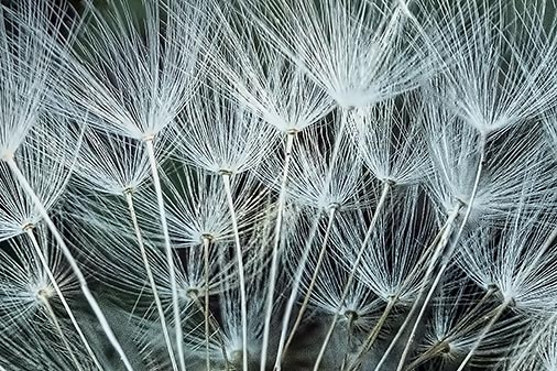 Seedy Dandelion (crop) DSCF02528-30