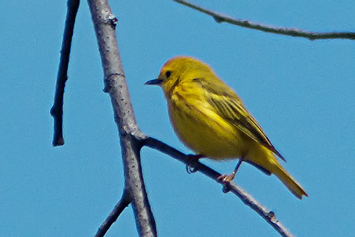 Yellow Warbler DSCF02618