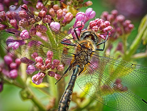 Dragonfly On A Lilac DSCF02600