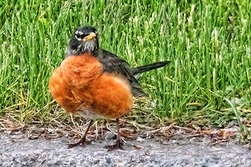 Robin On The Curb 20130520