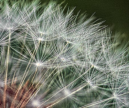 Seedy Dandelion DSCF02802-6