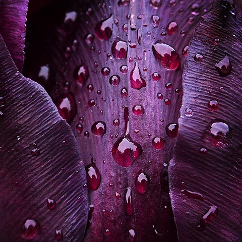 Wet Tulip Closeup 20130522