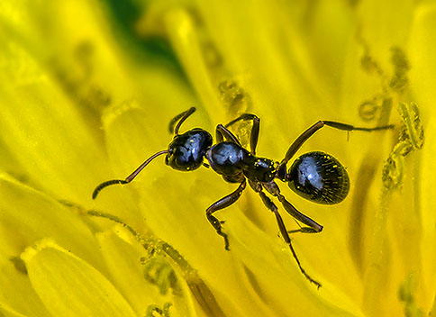 Ant On A Dandelion DSCF02916