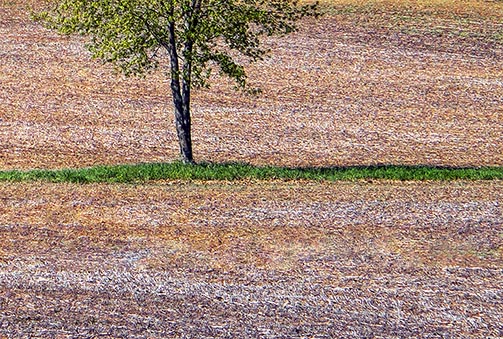 Tree In A Field DSCF02462