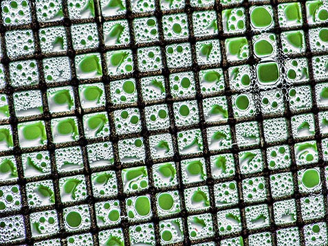 Soapy Window Screen DSCF02889