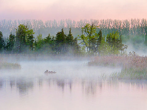 Misty Otter Creek At Sunrise DSCF02428