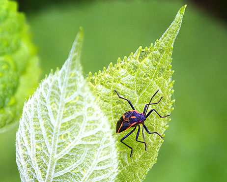 Bug On A Leaf DSCF03149-52