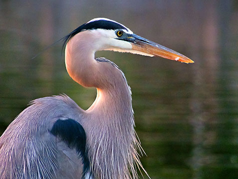 Great Blue Heron 20130529
