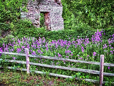 Flowers, Fence & Ruins 20130604