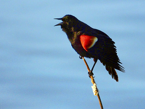 Red-winged Blackbird DSCF00620