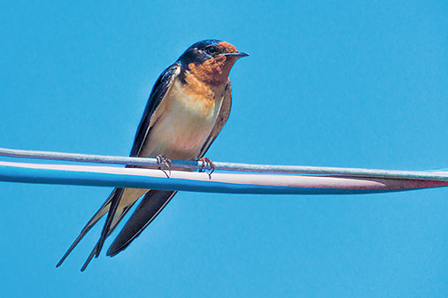Barn Swallow DSCF03678