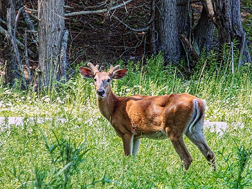 Young Buck DSCF03900
