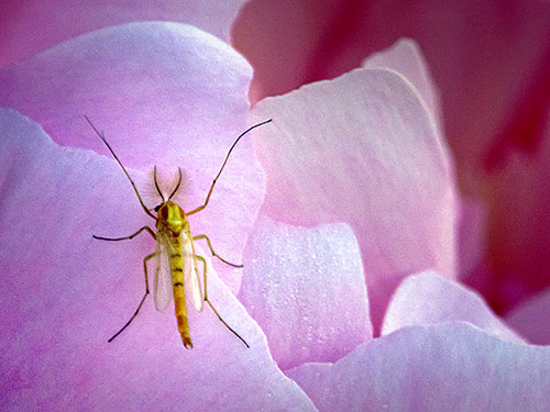 Midge On A Peony 20130616