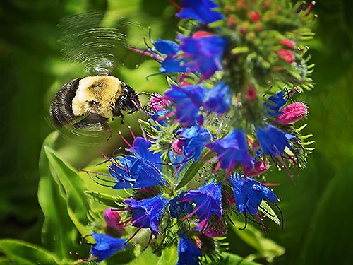 Bee In Flight DSCF04901