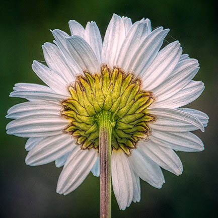 Daisy Backside 20130622