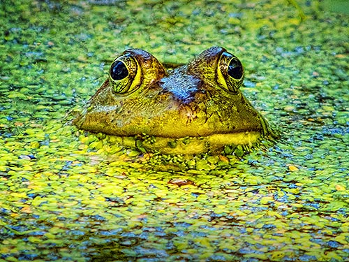 Bullfrog Face DSCF05729