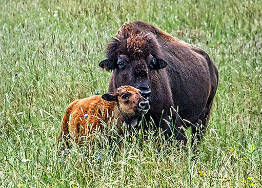 Bison Calf DSCF05776