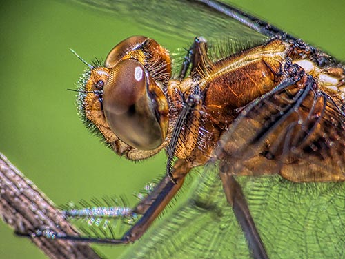 Dragonfly Closeup DSCF06489