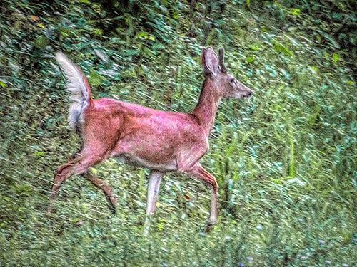 Deer On The Run DSCF06280