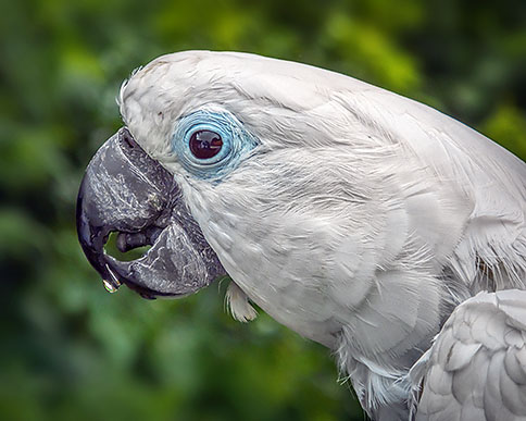 Cockatoo Closeup DSCF06735